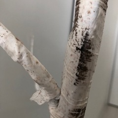 ニトリ　LEDツリー　シラカバウッドの画像