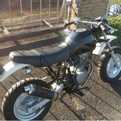 エイプ100の画像