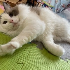 里親になってくださる方探しています。