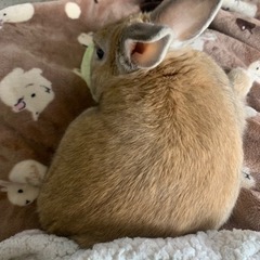 🐰ウサギを飼っている方お願いします🙏 - 友達