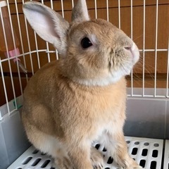 🐰ウサギを飼っている方お願いします🙏
