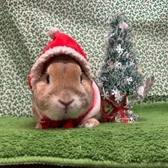🐰ウサギを飼っている方お願いします🙏 − 東京都