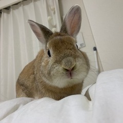 🐰ウサギを飼っている方お願いします🙏 - 北区