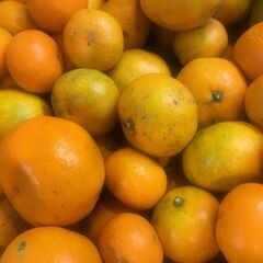 訳あり 激甘 糖度15強！三浦半島 みかん S~2Lごちゃ混ぜ ...