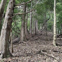 【成約済】山林物件109 静岡県下田市 - 下田市