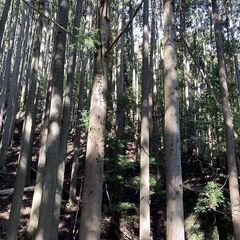 【成約済】山林物件109 静岡県下田市 - 不動産