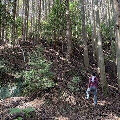 【成約済】山林物件109 静岡県下田市 − 静岡県
