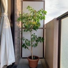 【交渉中】ベンジャミン　高さ約150センチ　大型観葉植物　室内