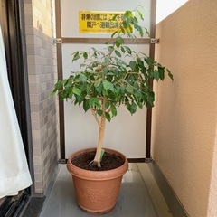 【交渉中】ベンジャミン　高さ約120センチ　大型観葉植物　室内