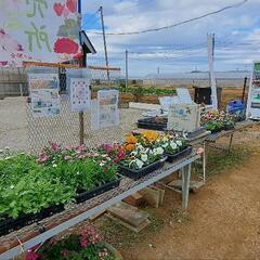 市川市で花の無人直売をやっています！