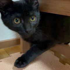 募集中！子猫のチョコくん(黒猫ちゃんラストになりました)