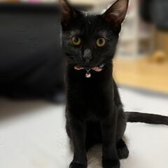 ★元気いっぱい黒猫、メイちゃん【No.⑦】→予約済