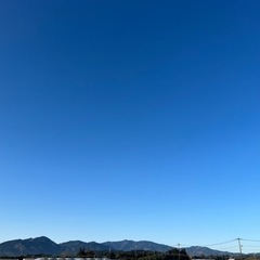 大根収穫の手伝いの画像