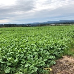 大根収穫の手伝いの画像