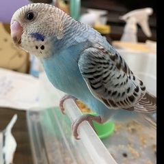 セキセイインコが逃げました
