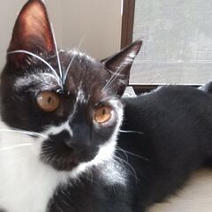 仲良し兄貴猫と賑やか家族に迎えられました！なつっこい大将くん8か月齢