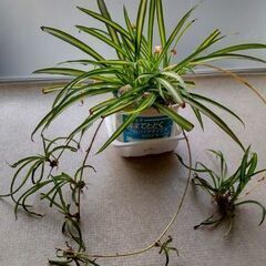 <<End of transaction>>【強く美しい観葉植物...