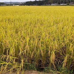 令和４年産　ヒノヒカリ　玄米　30Kg