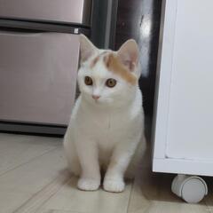 マンチカン♂【譲渡先決定】