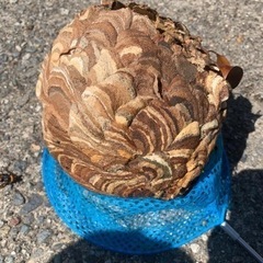 害虫、害獣駆除業者！！ − 富山県