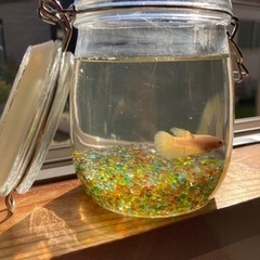 ベタのボトルセット