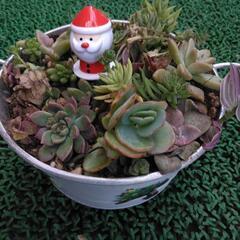 「新年特典値引き」多肉植物☺寄せ植えリメイク缶付き☆☆