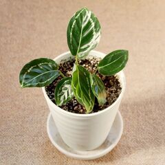 観葉植物　カラテア　グリーンローズ　子株　インテリアグリーン