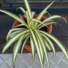 ★折り鶴ラン　オリズルラン　ナカフオリヅルラン 　茶色の陶器鉢に植栽　高さ約３３ｃｍ　掲載NoＣ★の画像