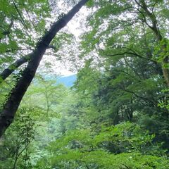 【温泉観光地・箱根！】閑静なプライベートキャンプ場で四季折々の景色を味わいませんか？ - その他
