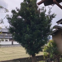 庭木譲ります。の画像