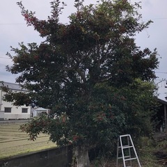 庭木譲ります。