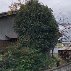 庭木譲ります。の画像