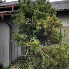 庭木譲ります。の画像