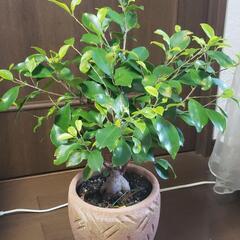 ガジュマル 植木鉢付  高さ約60cm(鉢付きで) 苗木 観葉植物