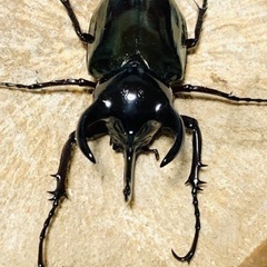 （こちら決まりました）ジャワコーカサスオオカブトムシ♂単品