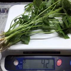 ミツバ☘️袋詰め作業