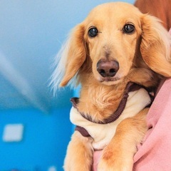 週2～3日からOK！週1日からOK！犬の保育園
