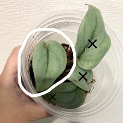 スキンダプサスsp おまけあり
