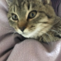 約5ヶ月　中毛オス　病気なしワクチンすみ