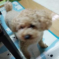 一人でわんちゃんと生活してる人🐶