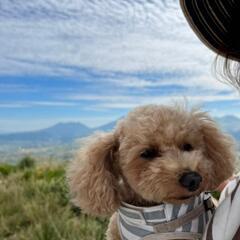 一人でわんちゃんと生活してる人🐶 - 友達