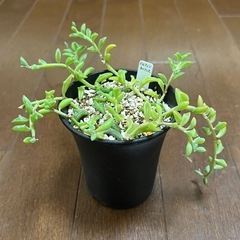 週末限定特価！多肉植物・ドルフィンネックレス・鉢ごと