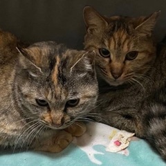 キジトラ姉妹成猫