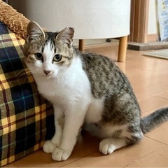 保護猫です。生後５ヶ月くらいのキジ白の女の子