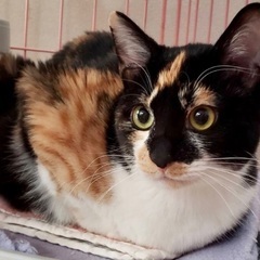 花より団子の大和撫子 コニーちゃん！