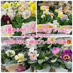 イベント‼️【12月10日(土)】ふかや花園アウトレットからすぐ！