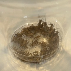 ヨーロッパイエコオロギ3　Mサイズ　100匹　300円
