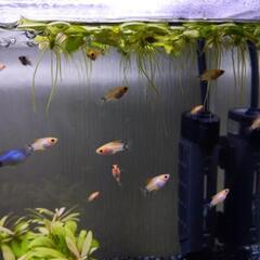 お魚貰ってください
