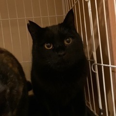 タンゴ　まんまるやさしい　地域猫里親募集 - 里親募集