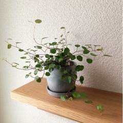 観葉植物　ワイヤープランツ①　おしゃれな2号の鉢と受け皿付き